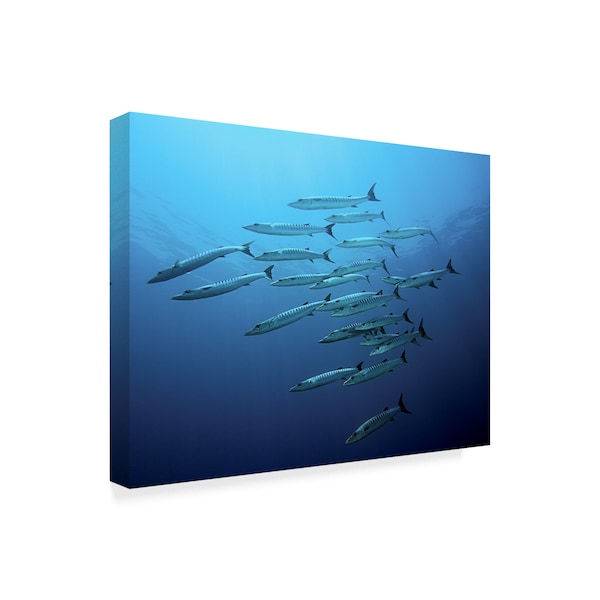 Henry Jager 'Barracudas' Canvas Art,18x24